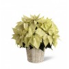 White Poinsettia - 8 inches